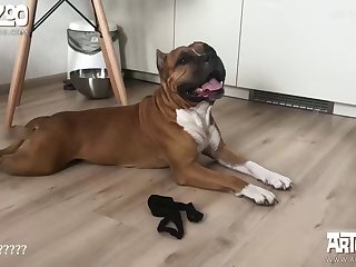 Blonde Fucking Dog Xxx