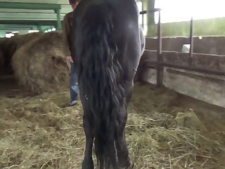 Animal Sex Now