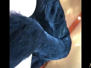 Hayvan Porno