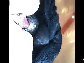 Hayvan Porno