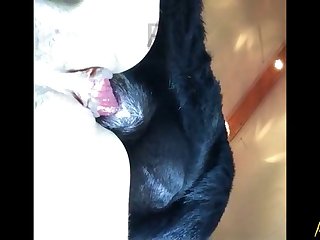 Hayvan Porno