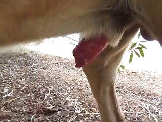 Hayvanlar Porno
