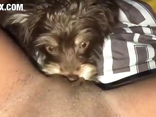 Porno Cane