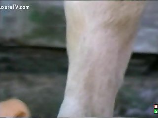 Pregnant Girl Fucks Dog