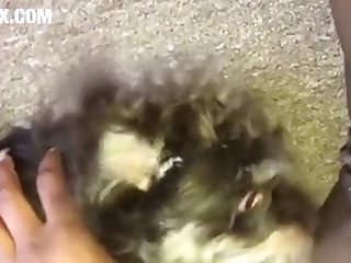 Homem Fazendo Sexo Com A Cachorra