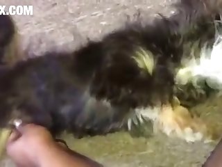 Homem Fazendo Sexo Com A Cachorra