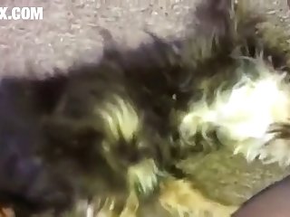 Homem Fazendo Sexo Com A Cachorra