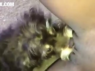 Homem Fazendo Sexo Com A Cachorra