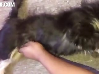 Homem Fazendo Sexo Com A Cachorra