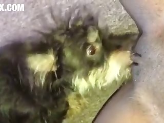 Homem Fazendo Sexo Com A Cachorra