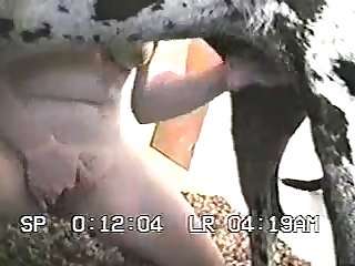Dog's Tongue Was Gathering The Pussyjuice Up. His