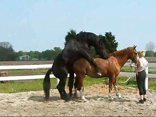Black male horse Mounts Brown femelle horse