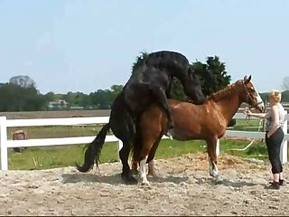 Black male horse Mounts Brown femelle horse