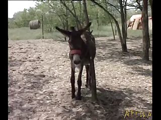 Donkey Orgie Part 1