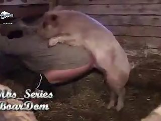 Boar Porn